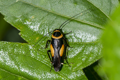 Hemithyrsocera vittata