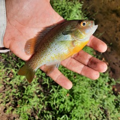 Lepomis auritus