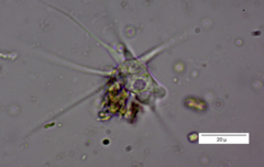 Amoebidae