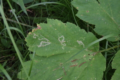 Phytomyza spondylii group