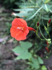 Ipomoea hederifolia