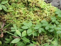 Galium triflorum