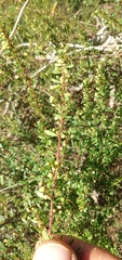 Phyllanthus