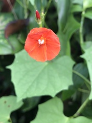 Ipomoea hederifolia