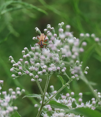 Chauliognathus marginatus