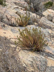 Deinandra minthornii