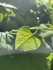 Aristolochia littoralis