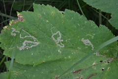 Phytomyza spondylii group