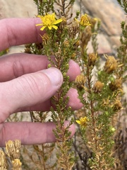 Deinandra minthornii