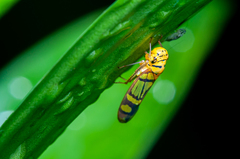 Dilobopterus instratus