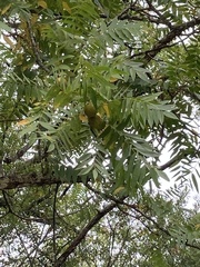 Juglans hindsii