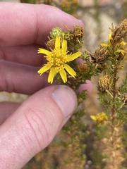 Deinandra minthornii