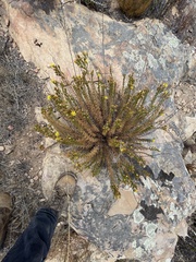 Deinandra minthornii