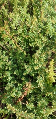 Phyllanthus
