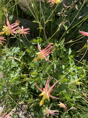 Aquilegia pubescens
