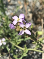 Cakile maritima