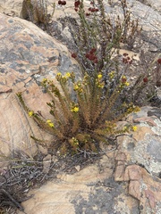 Deinandra minthornii