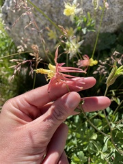 Aquilegia pubescens