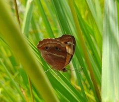 Junonia zonalis