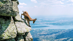 Capra pyrenaica victoriae