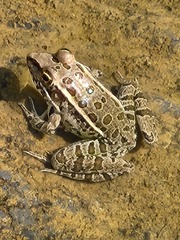 Lithobates berlandieri