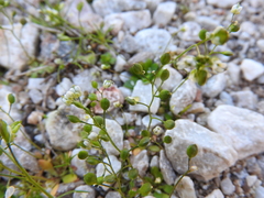 Draba praecox