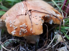Amanita muscaria