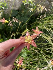 Aquilegia pubescens