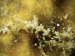 Cratena lineata