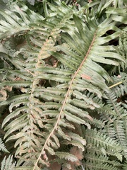 Polystichum munitum