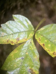 Toxicodendron