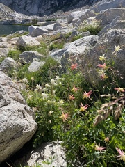 Aquilegia pubescens