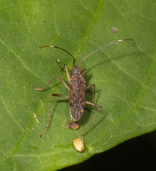 Rhyparochrominae
