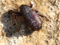 Blapstinus