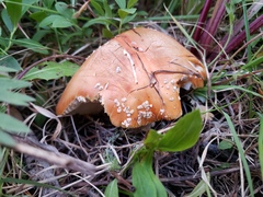 Amanita muscaria