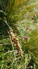 Festuca paniculata