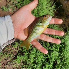 Lepomis auritus