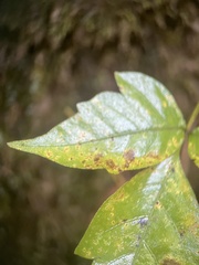 Toxicodendron