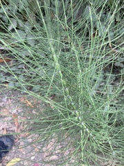 Equisetum telmateia