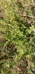 Phyllanthus
