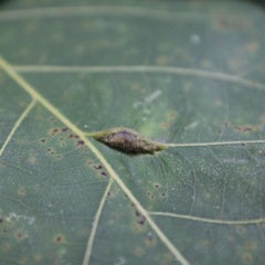 Phylloxera caryaevenae
