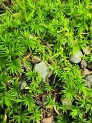 Atrichum undulatum