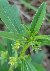 Ditaxis humilis