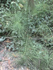 Equisetum telmateia
