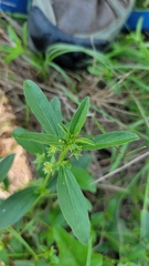 Ditaxis humilis
