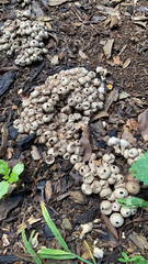 Apioperdon pyriforme