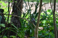 Setophaga coronata coronata