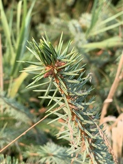 Picea sitchensis