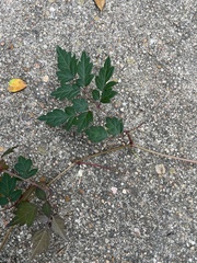 Nekemias arborea