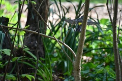 Setophaga coronata coronata